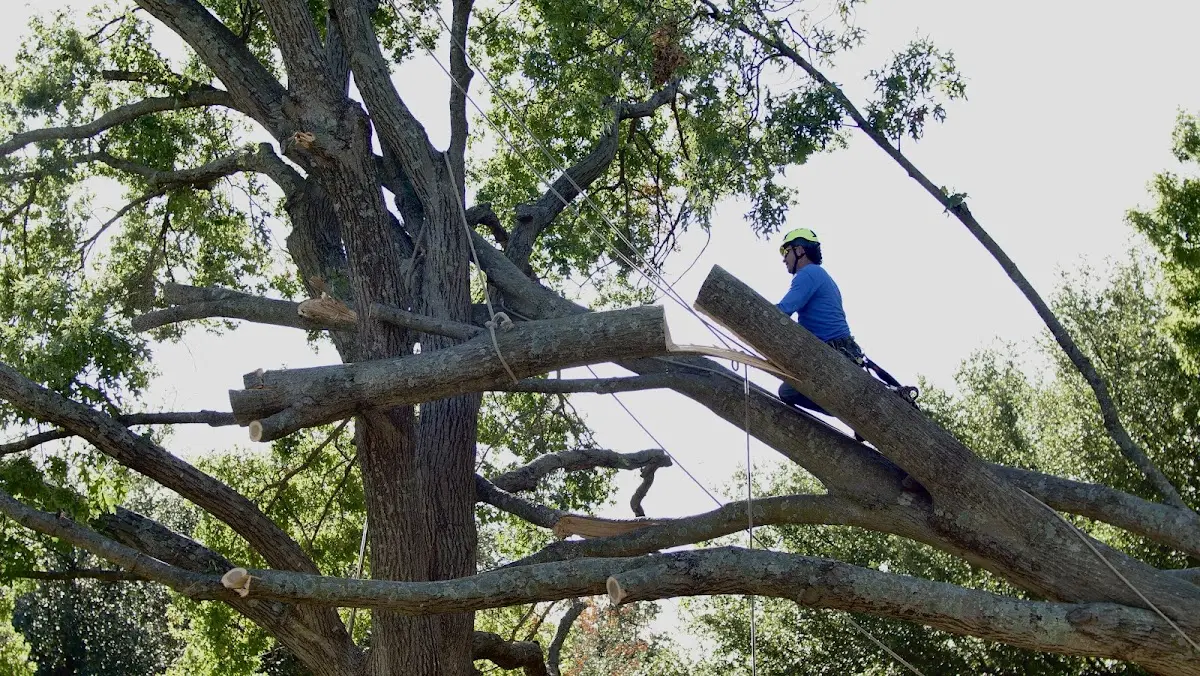 Professional Crown Thinning performed by certified arborists in Weikert