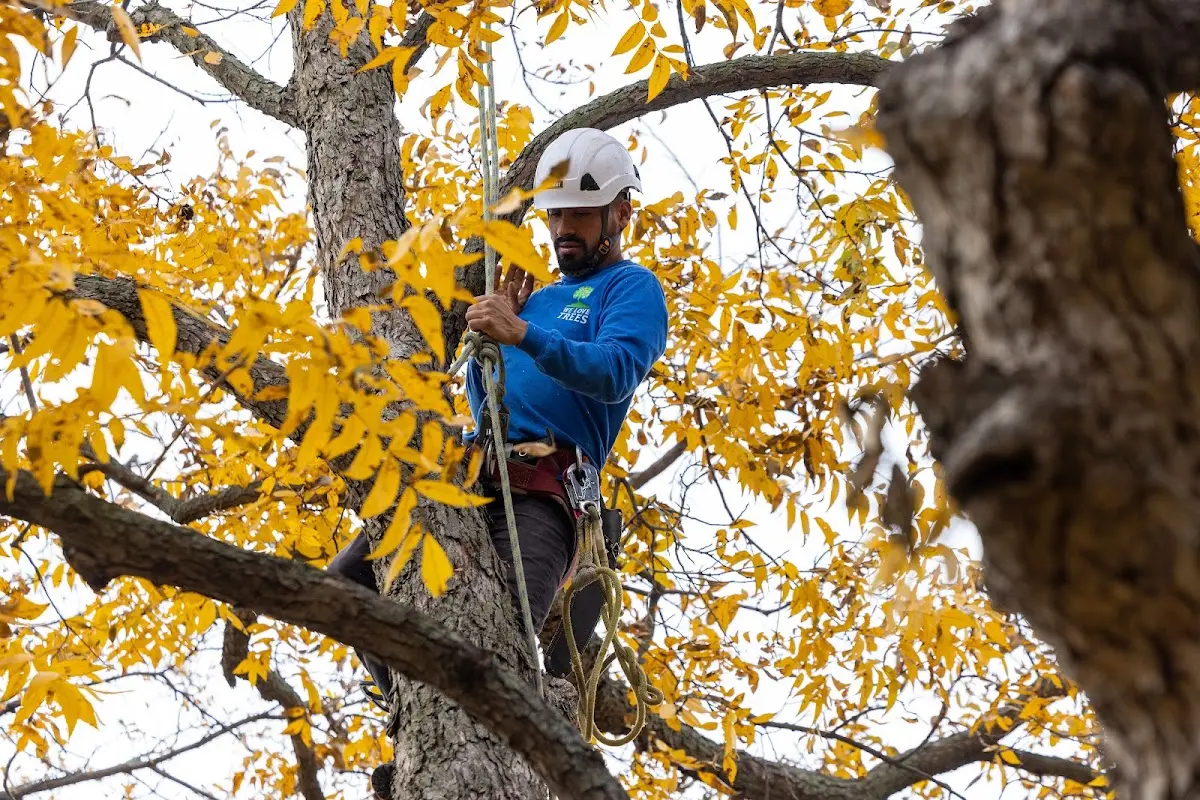 Skilled Storm Damage Cleanup crew working in Weikert